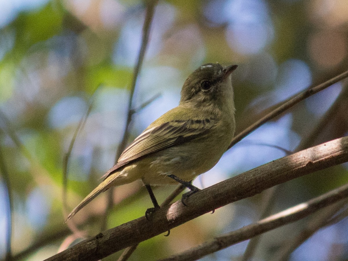 Rough-legged Tyrannulet - ML620810694