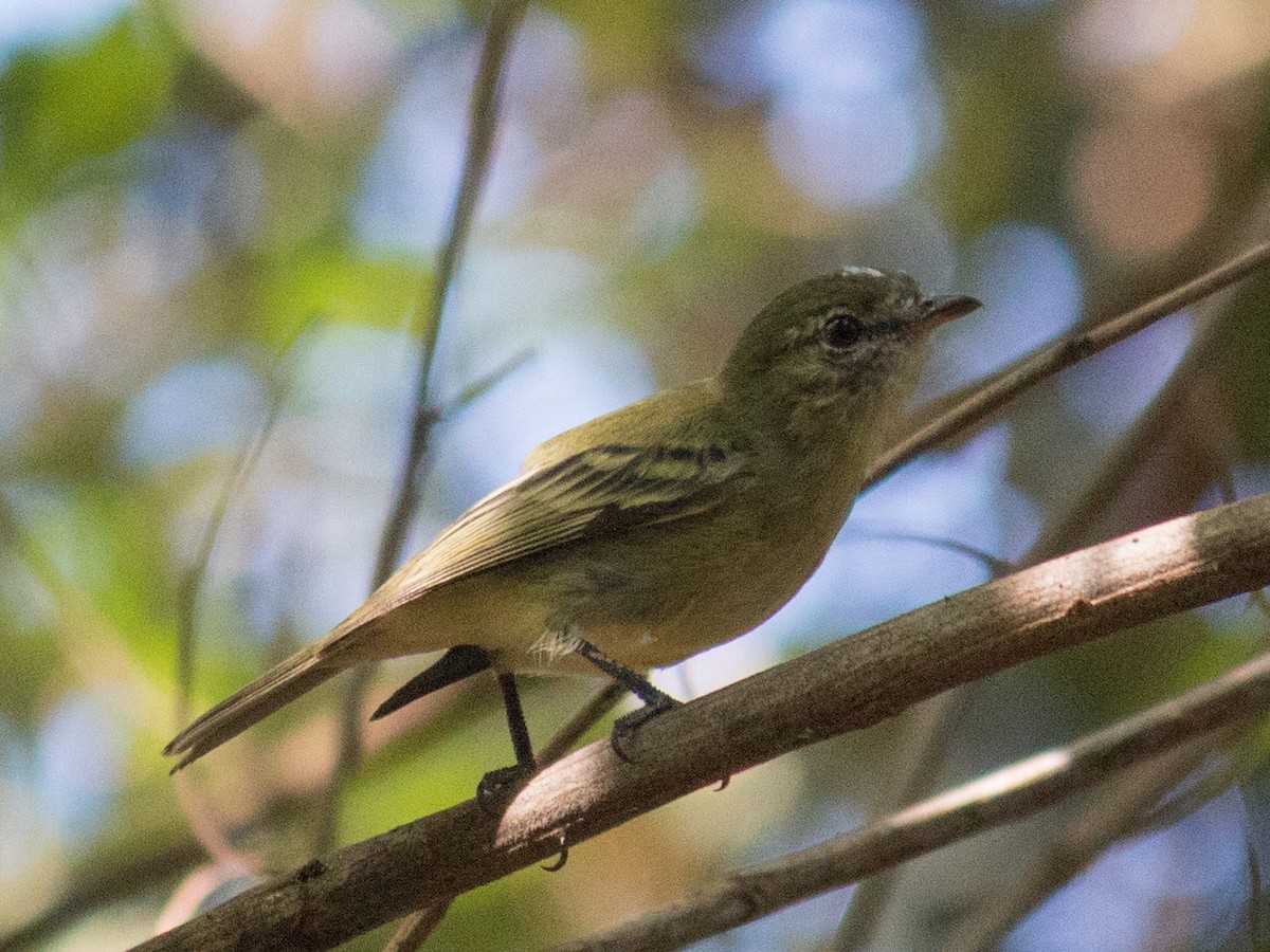 Rough-legged Tyrannulet - ML620810695