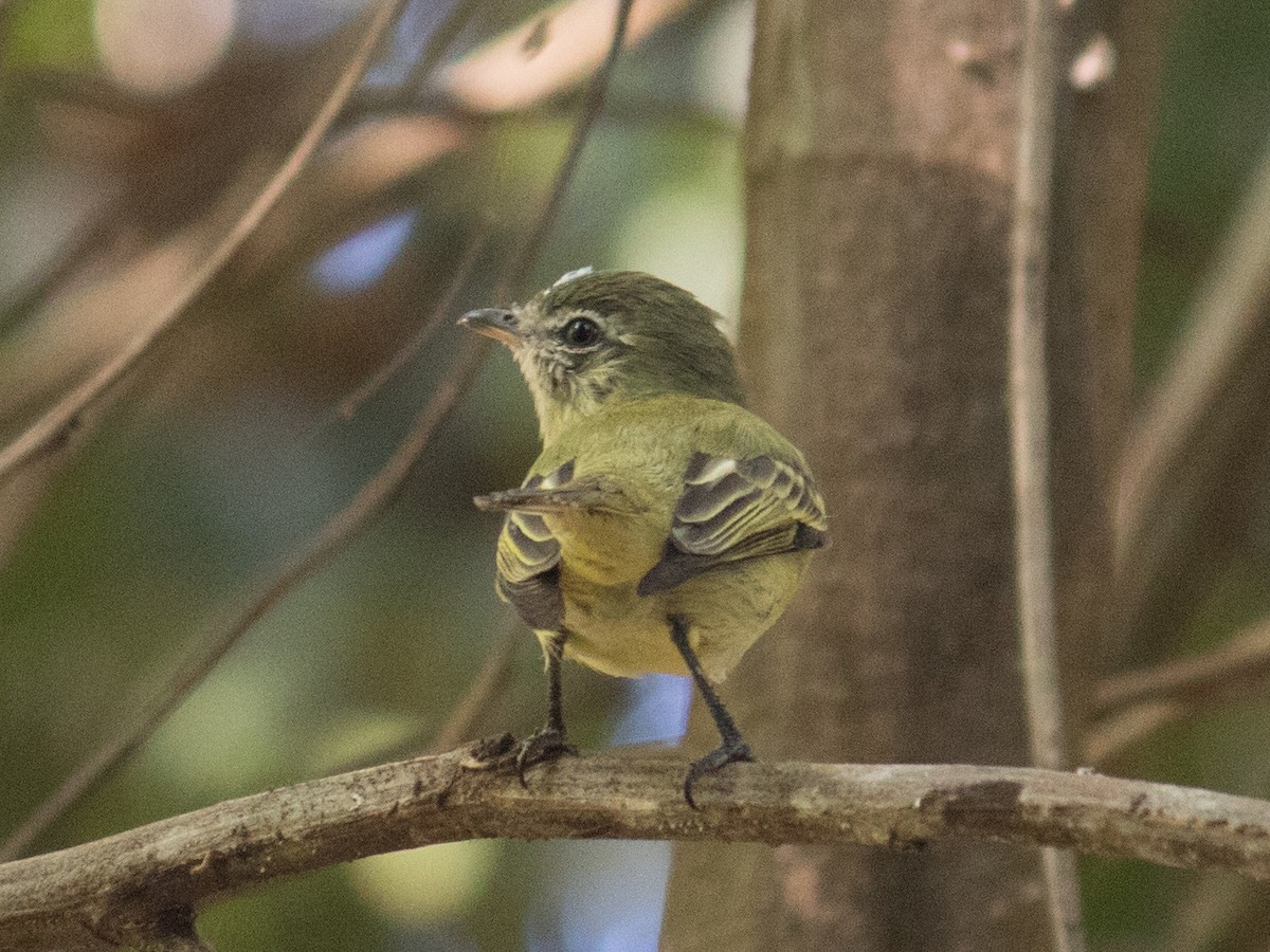 Rough-legged Tyrannulet - ML620810696