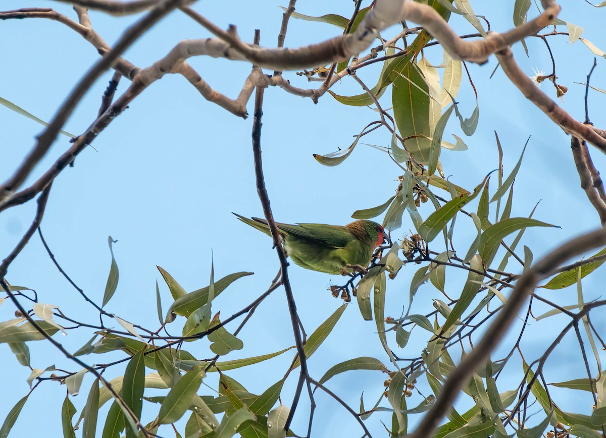 Little Lorikeet - ML620810713