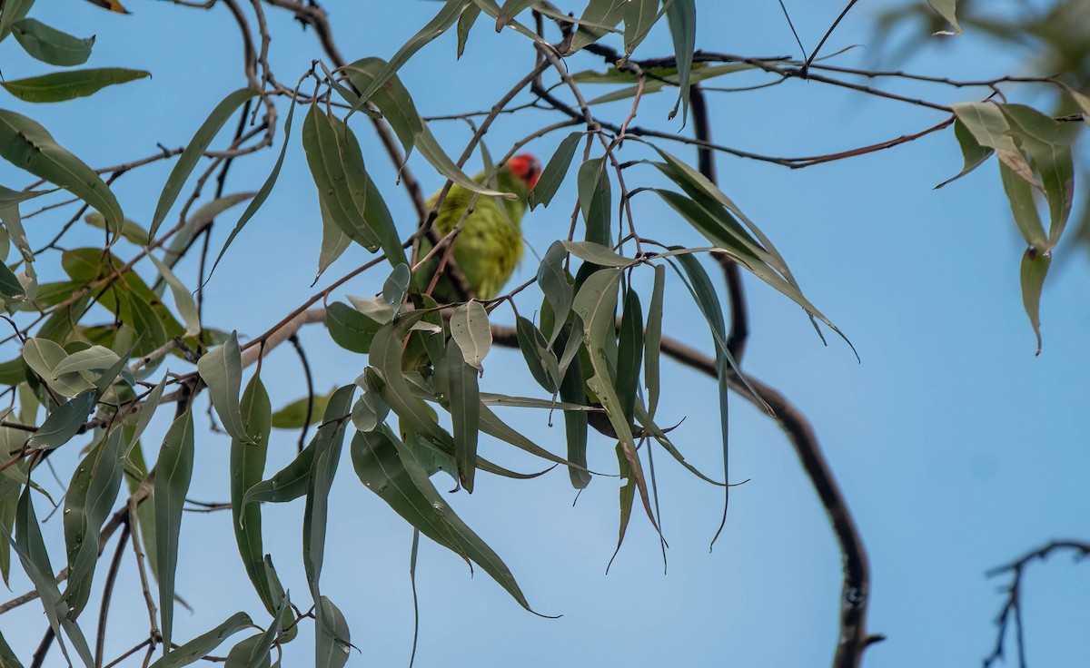 Little Lorikeet - ML620810714