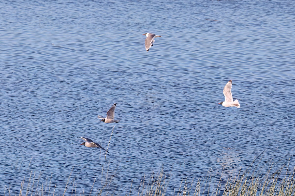 Franklin's Gull - ML620810718