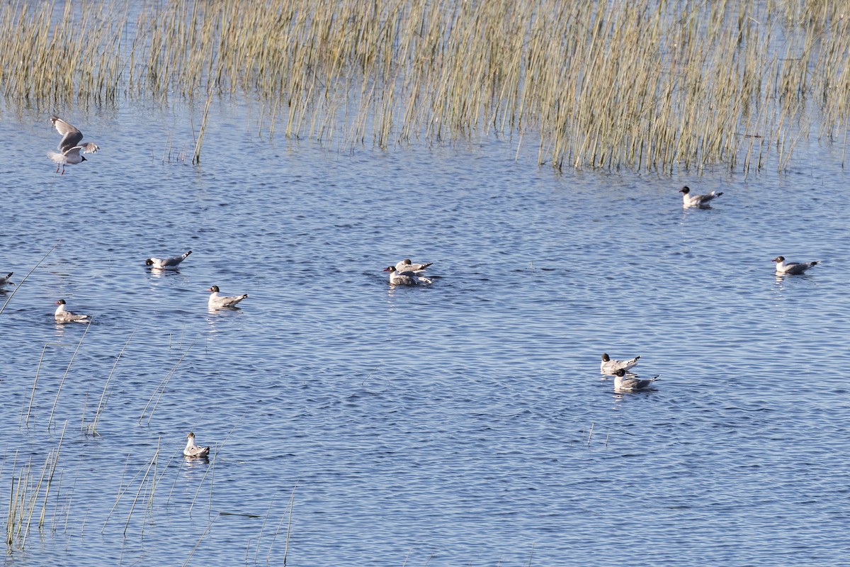 Franklin's Gull - ML620810722