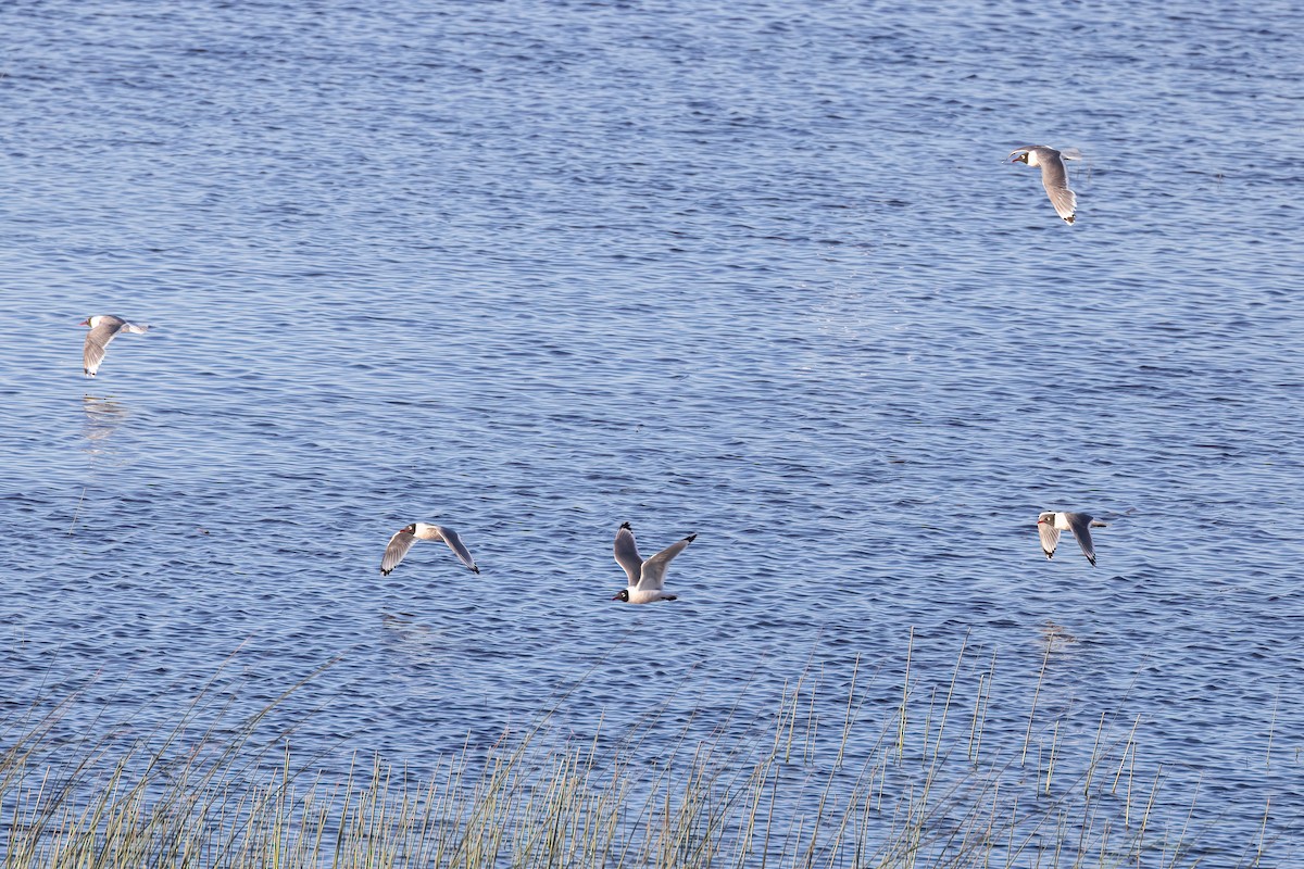 Franklin's Gull - ML620810724