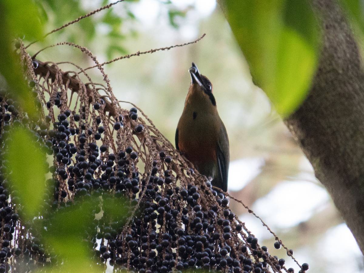 Rufous-capped Motmot - ML620810727