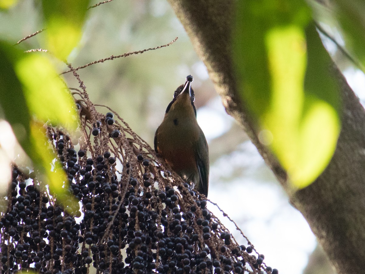 Rufous-capped Motmot - ML620810729