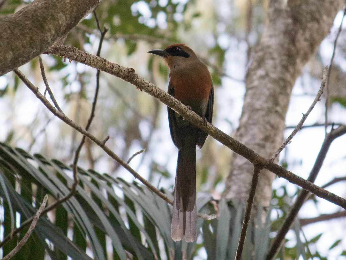 Rufous-capped Motmot - ML620810732