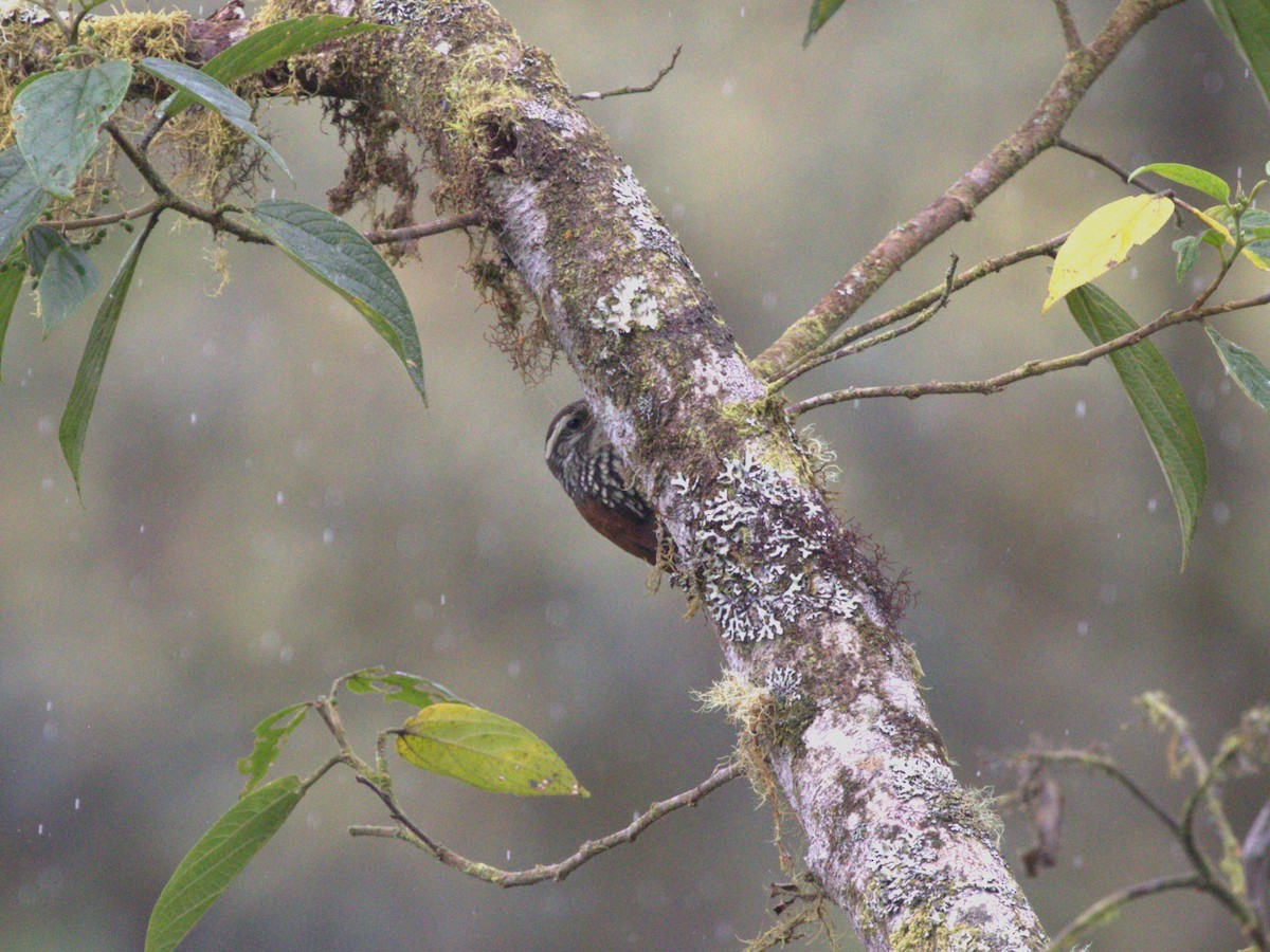 Pearled Treerunner - ML620810735