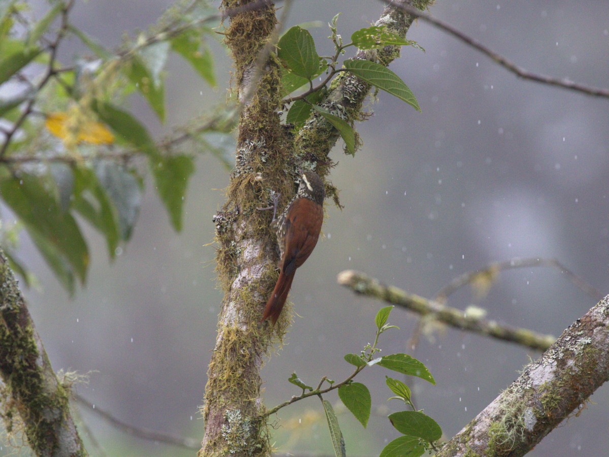 Pearled Treerunner - ML620810736