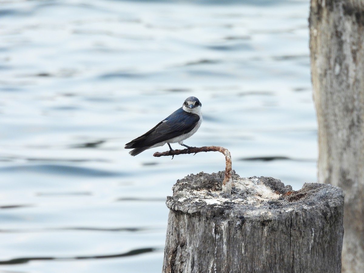 Mangrove Swallow - ML620810737