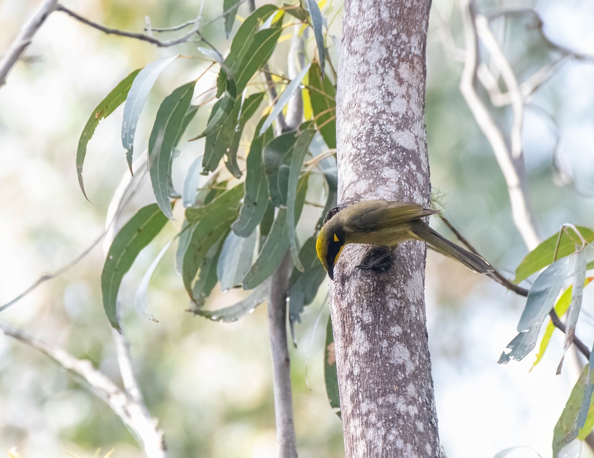 Yellow-tufted Honeyeater - ML620810740