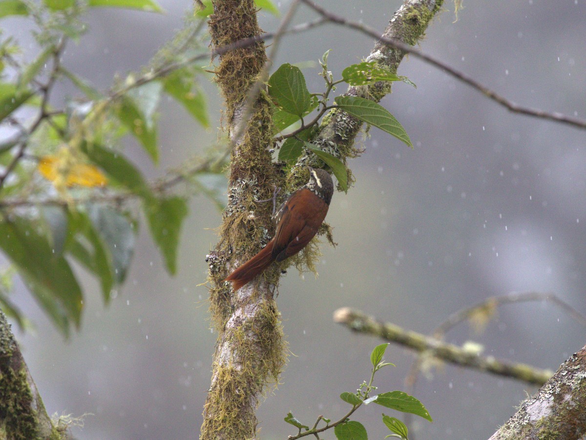 Pearled Treerunner - Menachem Goldstein