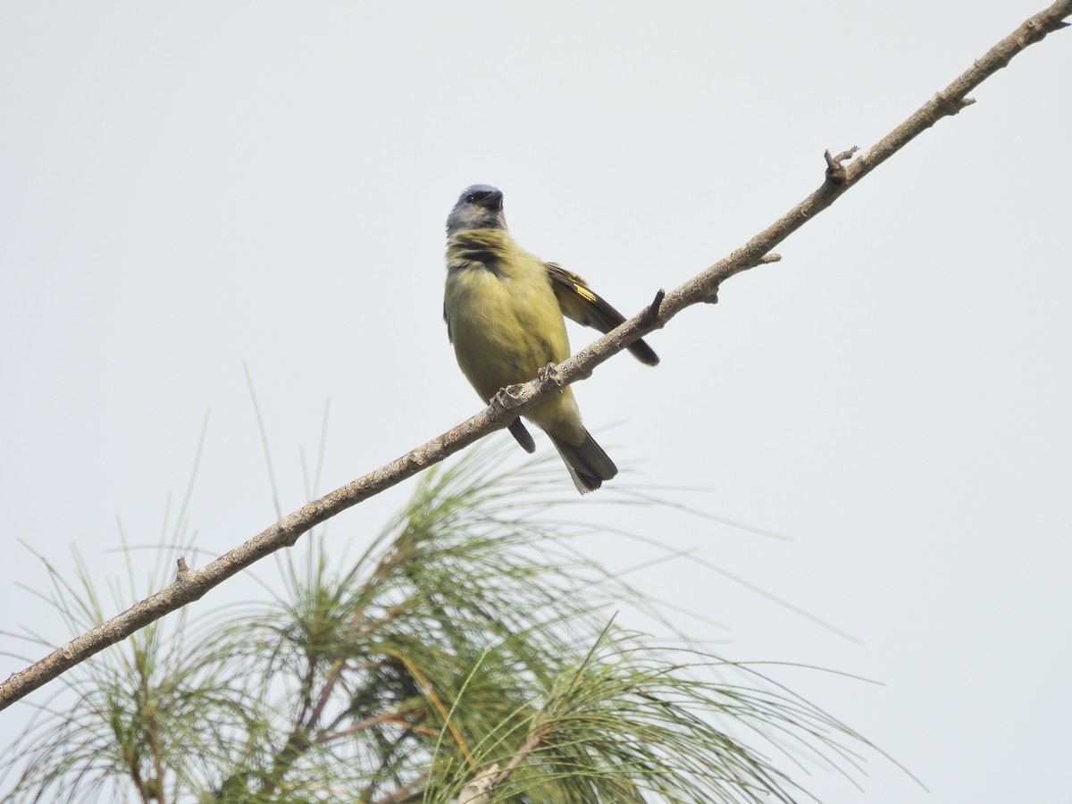 Yellow-winged Tanager - ML620810742