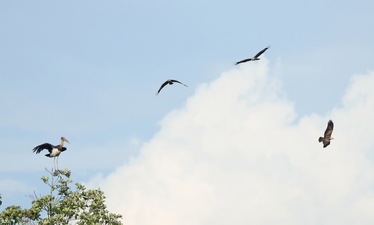 Lesser Adjutant - ML620810744