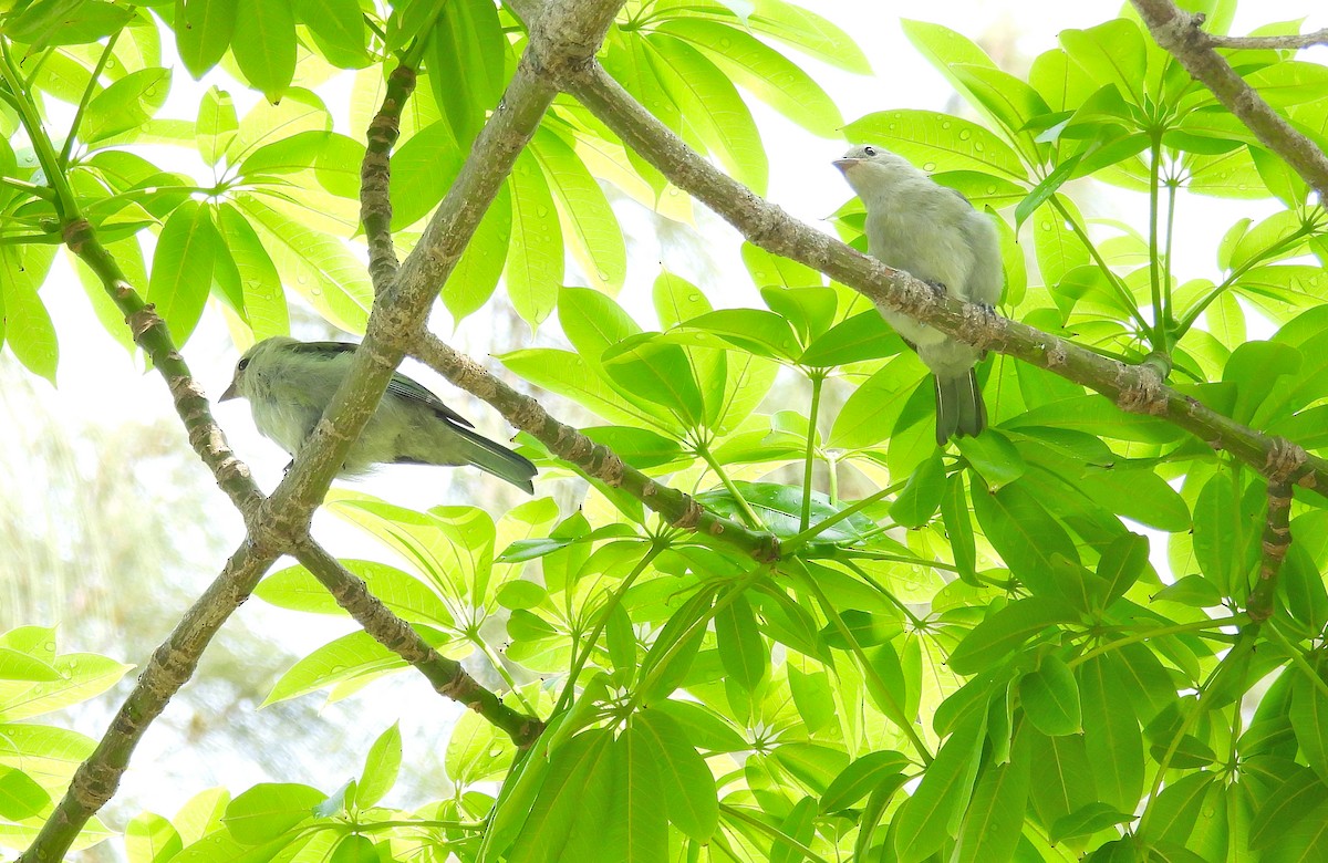 Blue-gray Tanager - ML620810746