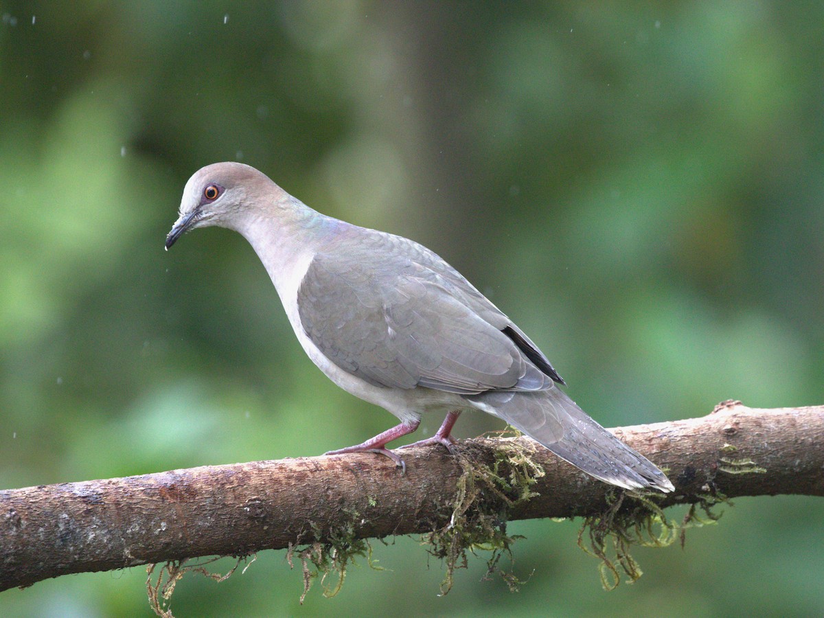 White-tipped Dove (decolor) - ML620810748