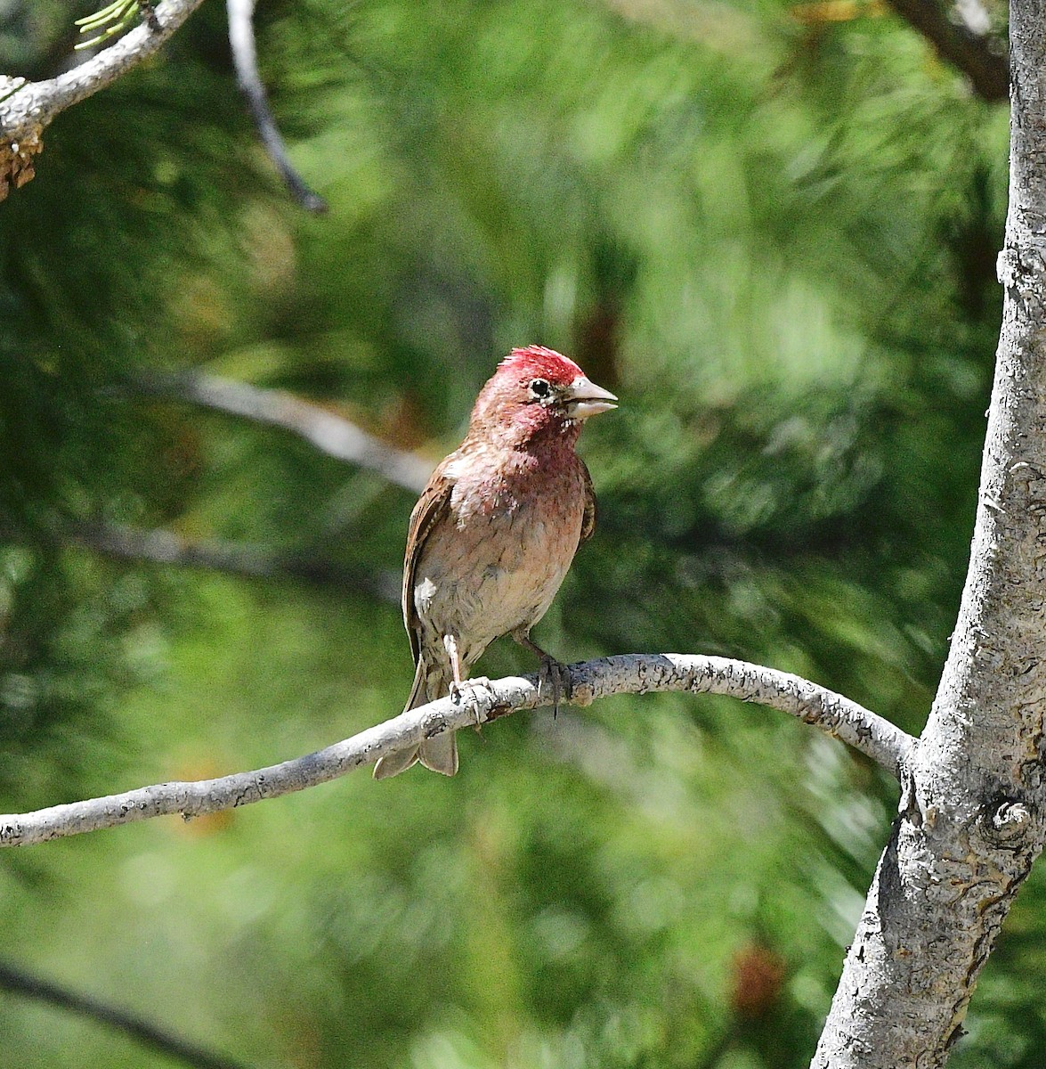 ズアカマシコ - ML620810749