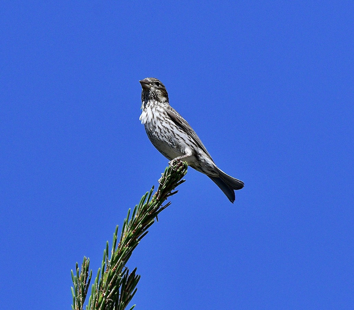 rødkronerosenfink - ML620810750