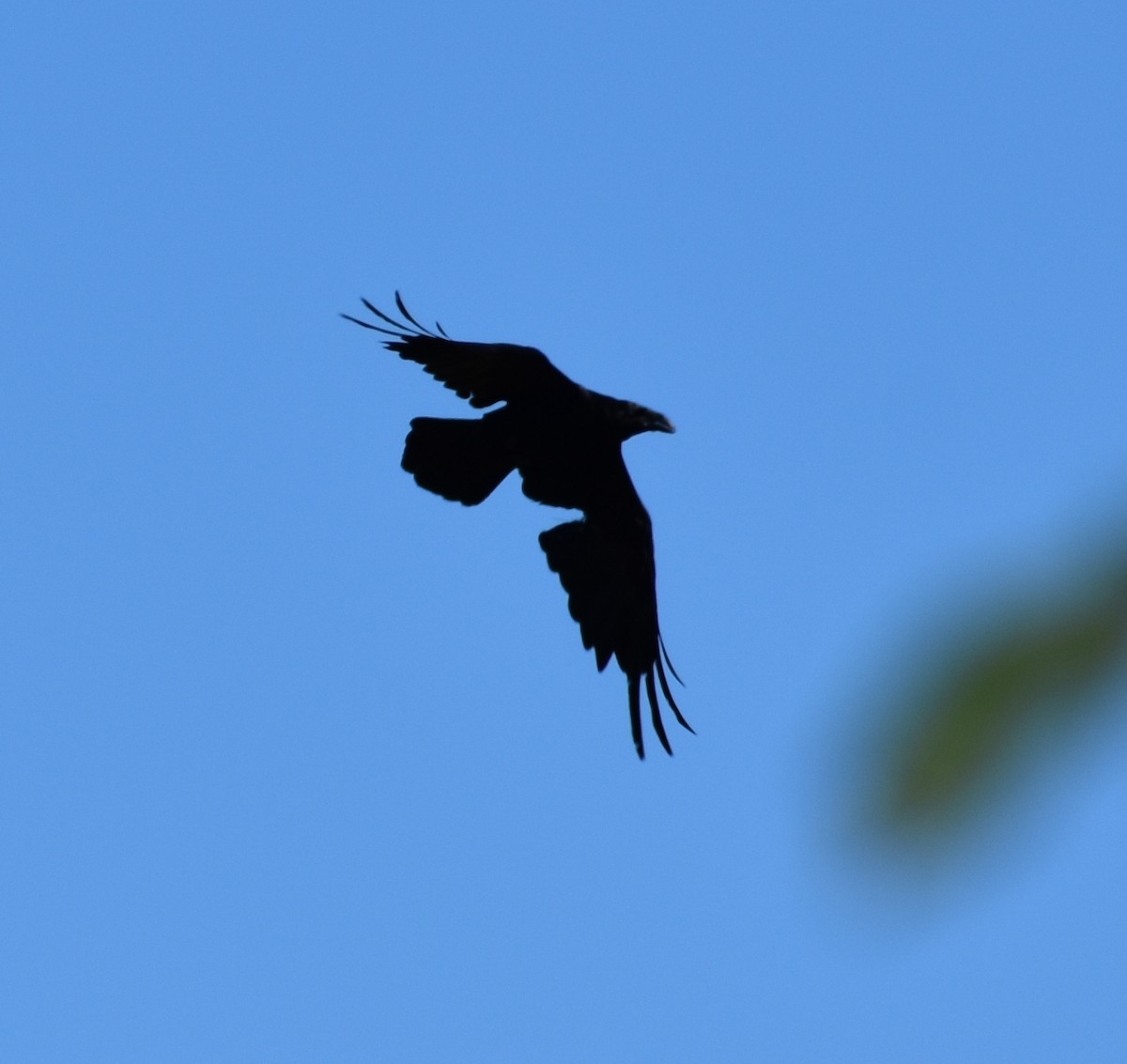 Common Raven - Tser Supalla