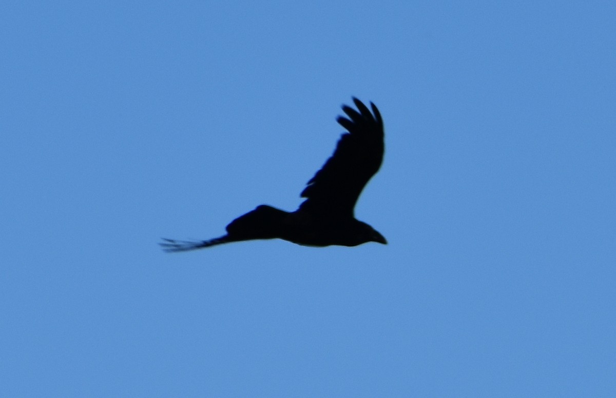 Common Raven - ML620810753