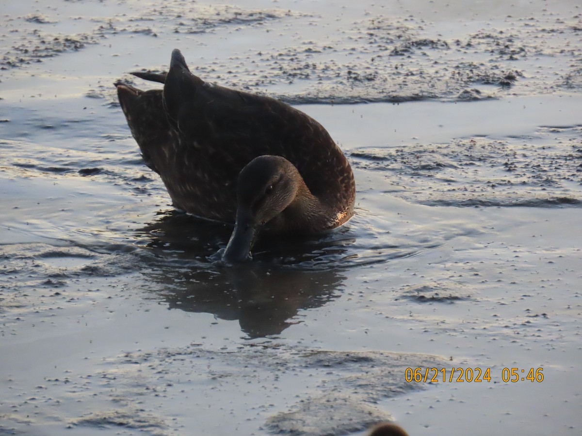 American Black Duck - ML620810755