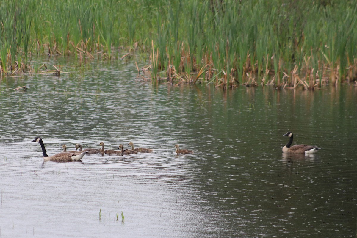 Canada Goose - ML620810759