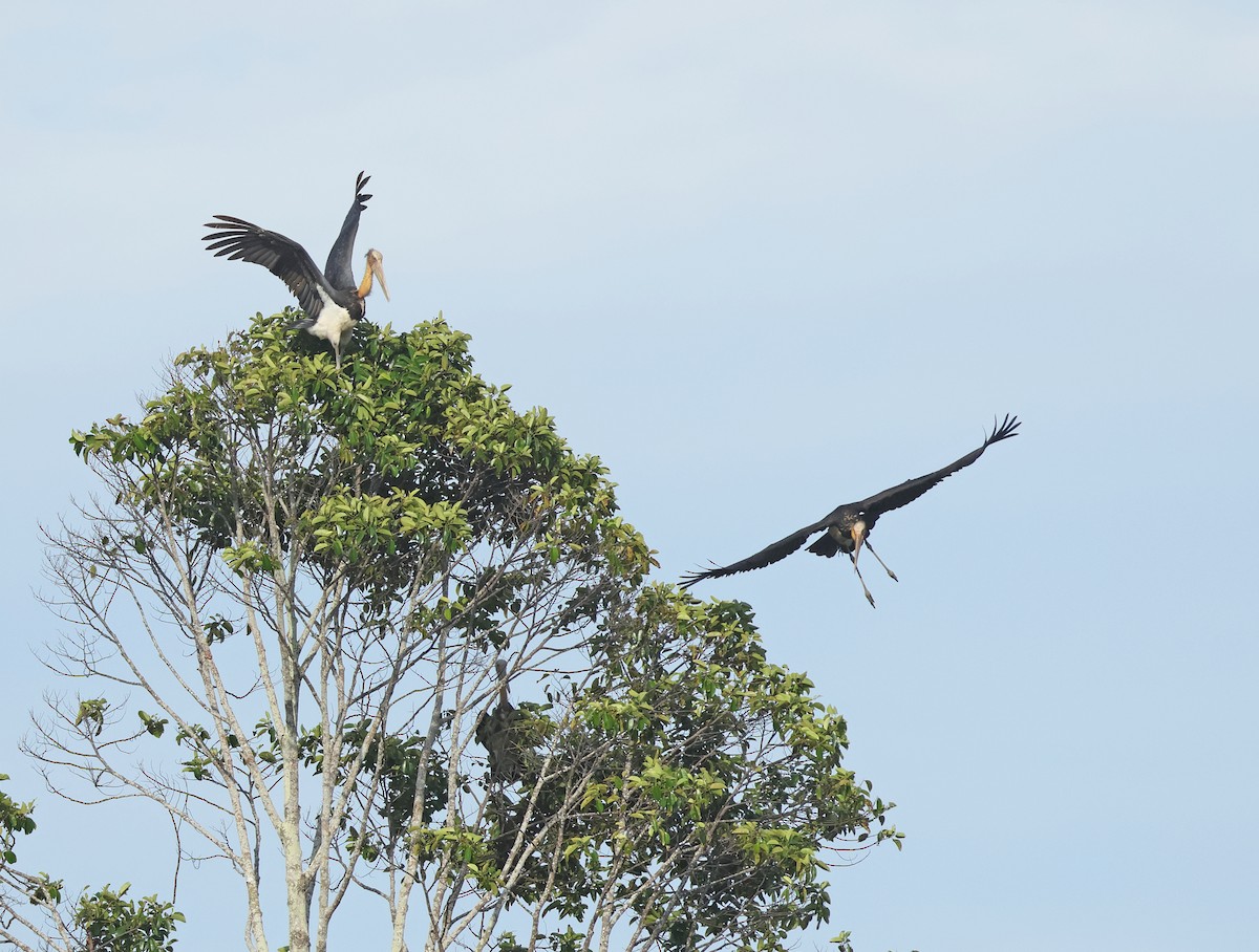 Lesser Adjutant - ML620810761