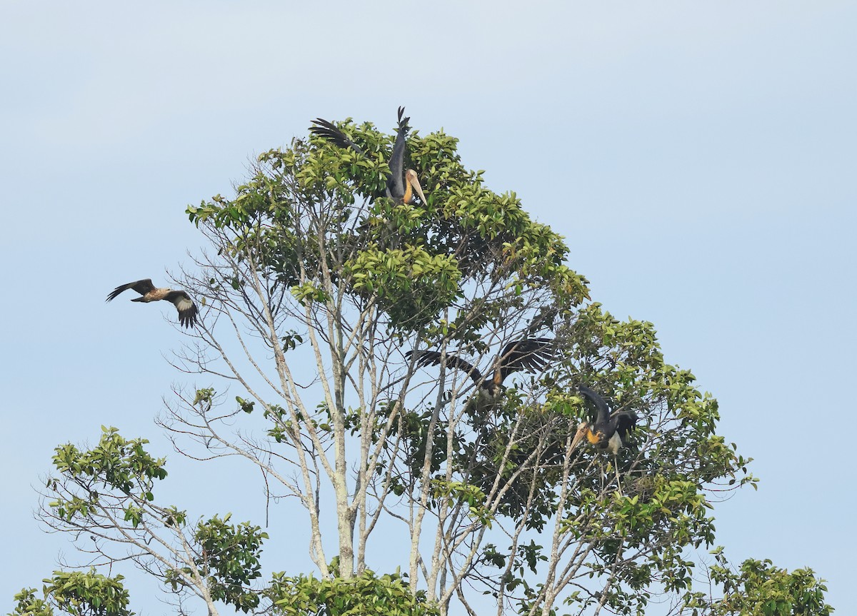 Lesser Adjutant - ML620810764