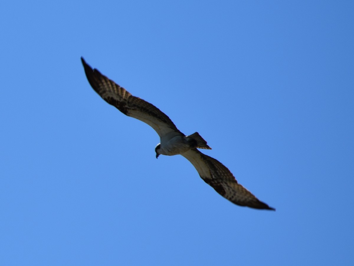 Osprey - ML620810772