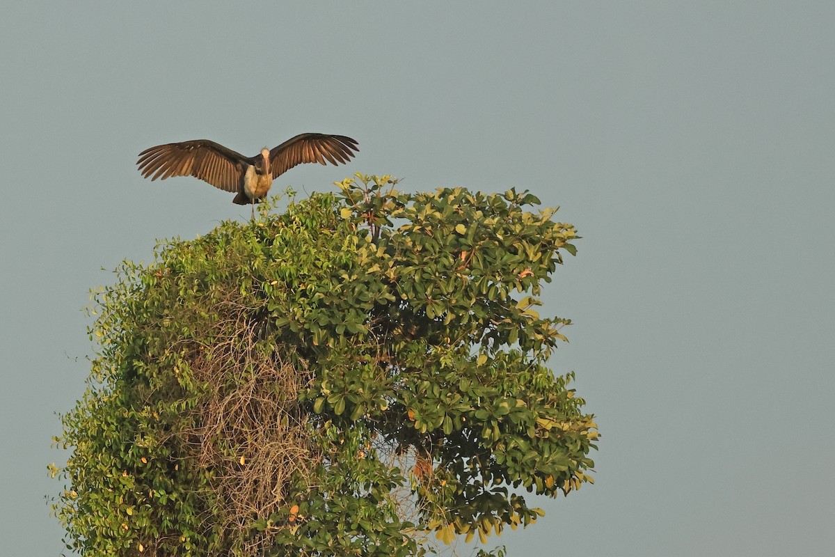 Lesser Adjutant - ML620810776