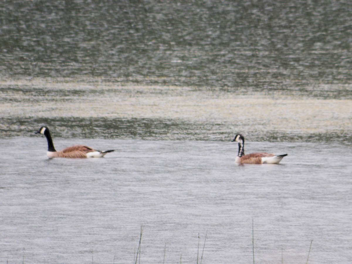 Canada Goose - ML620810781