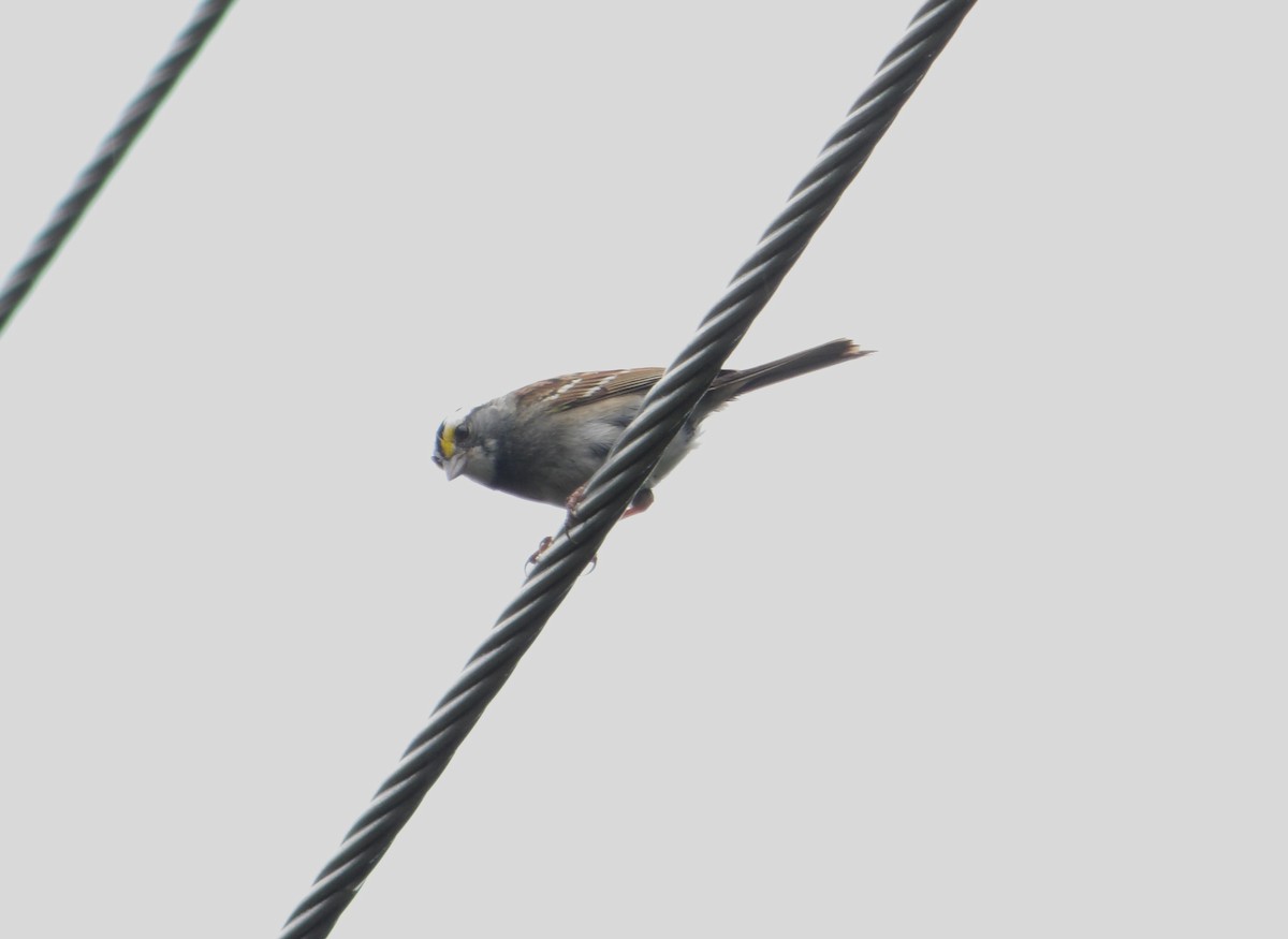 White-throated Sparrow - ML620810792