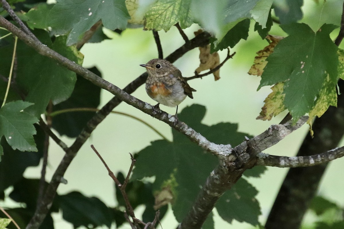 European Robin - ML620810795