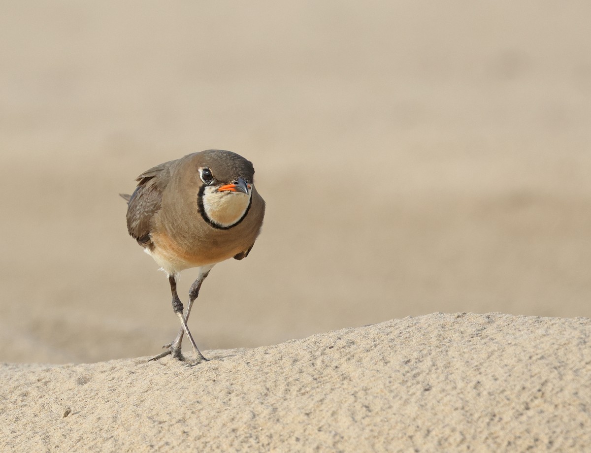 Oriental Pratincole - ML620810796