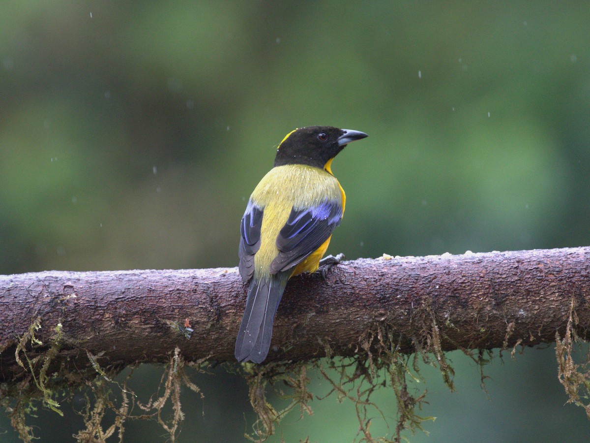 Black-chinned Mountain Tanager - ML620810797