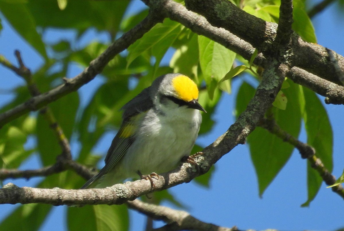 Brewster's Warbler (hybrid) - ML620810805