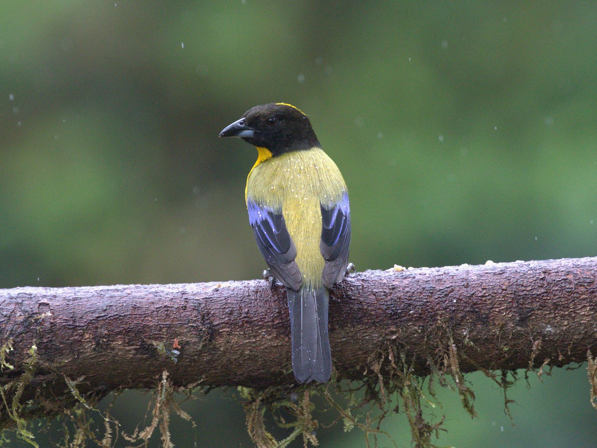 Black-chinned Mountain Tanager - ML620810815