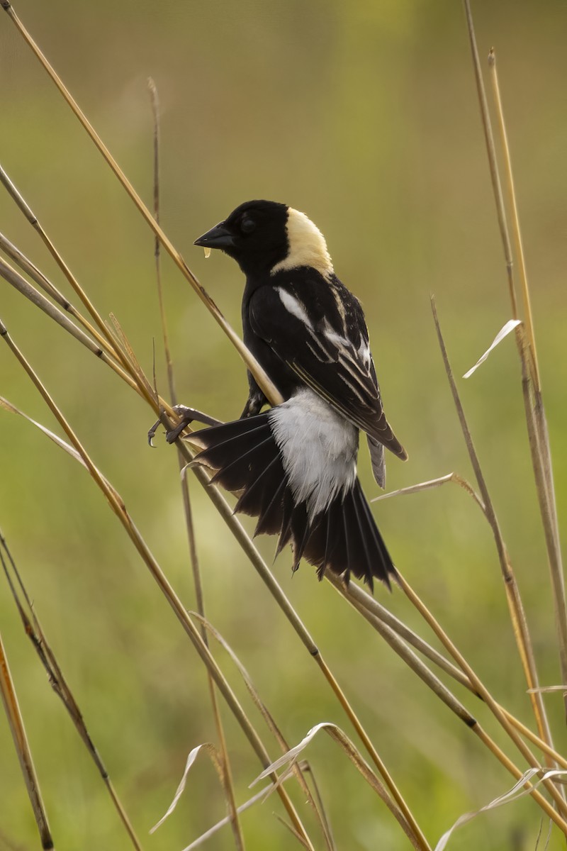 Bobolink - ML620810817