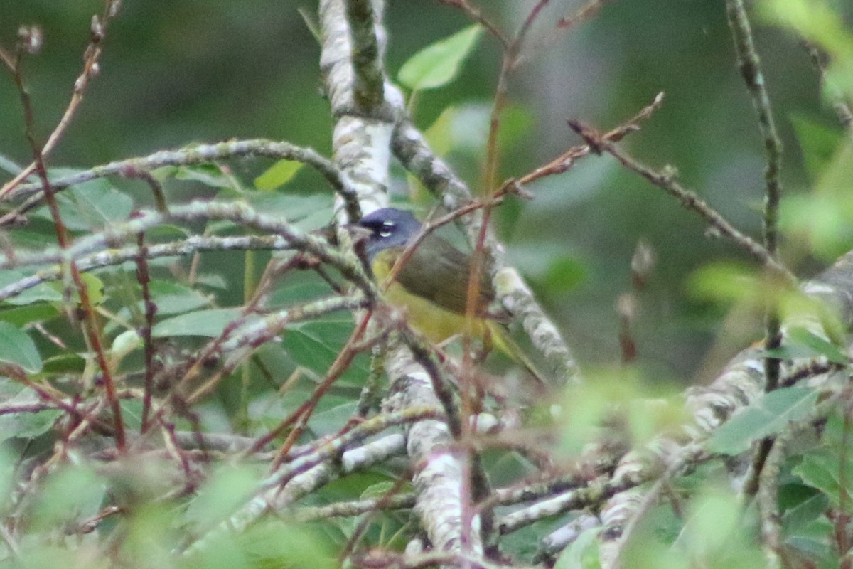 MacGillivray's Warbler - ML620810819