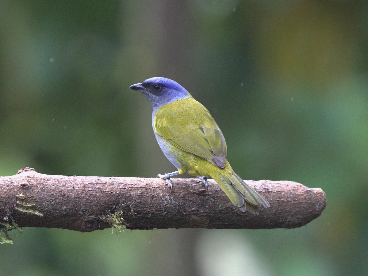 Blue-capped Tanager - ML620810823