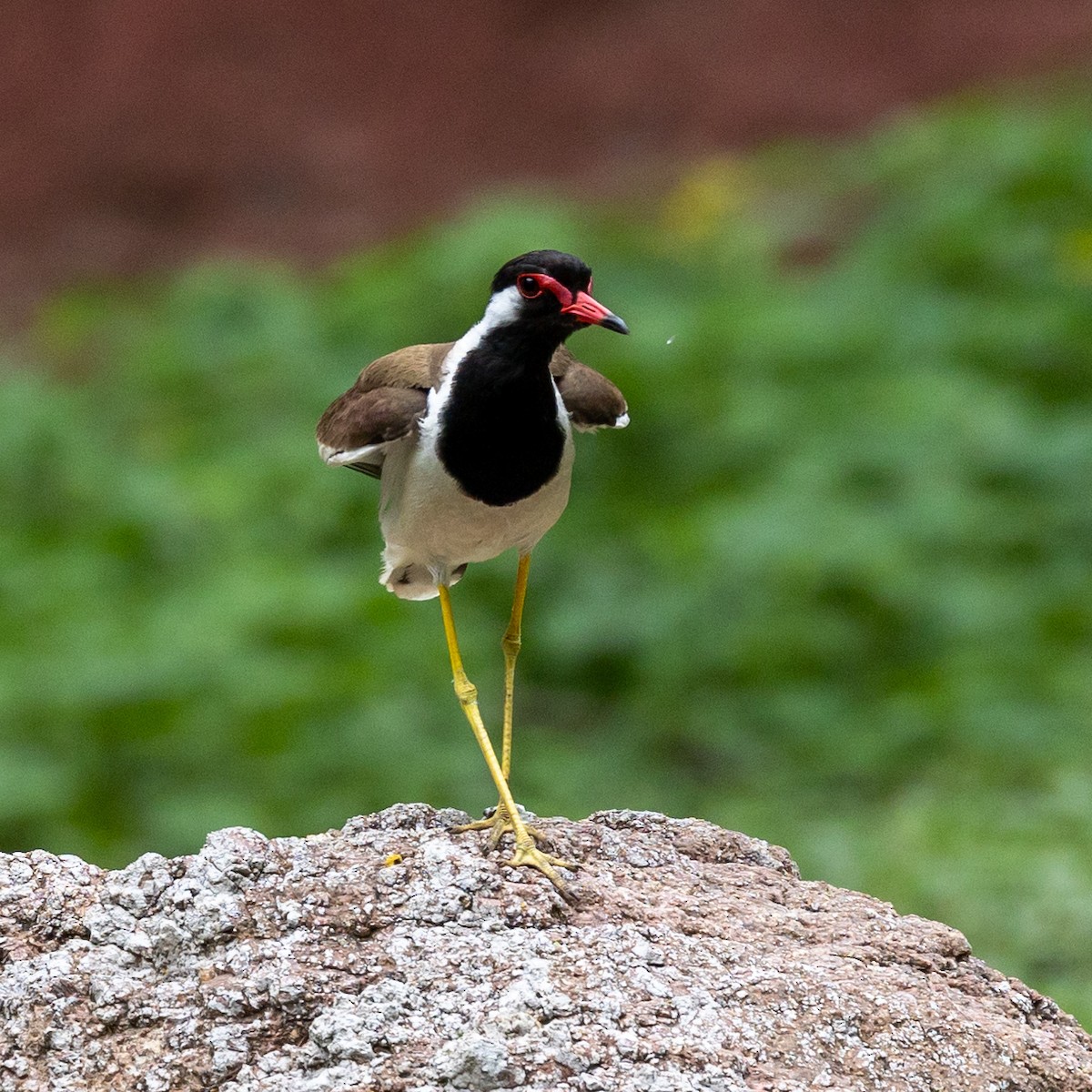 Red-wattled Lapwing - ML620810833