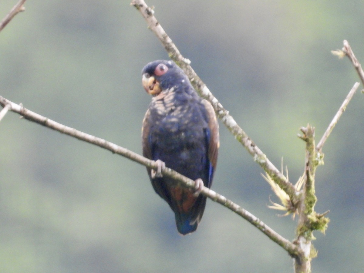 Bronze-winged Parrot - ML620810836