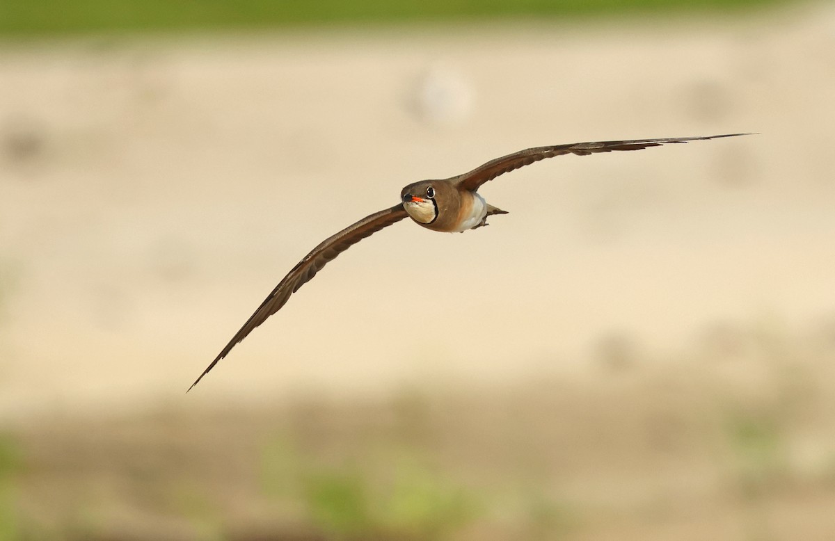 Oriental Pratincole - ML620810837