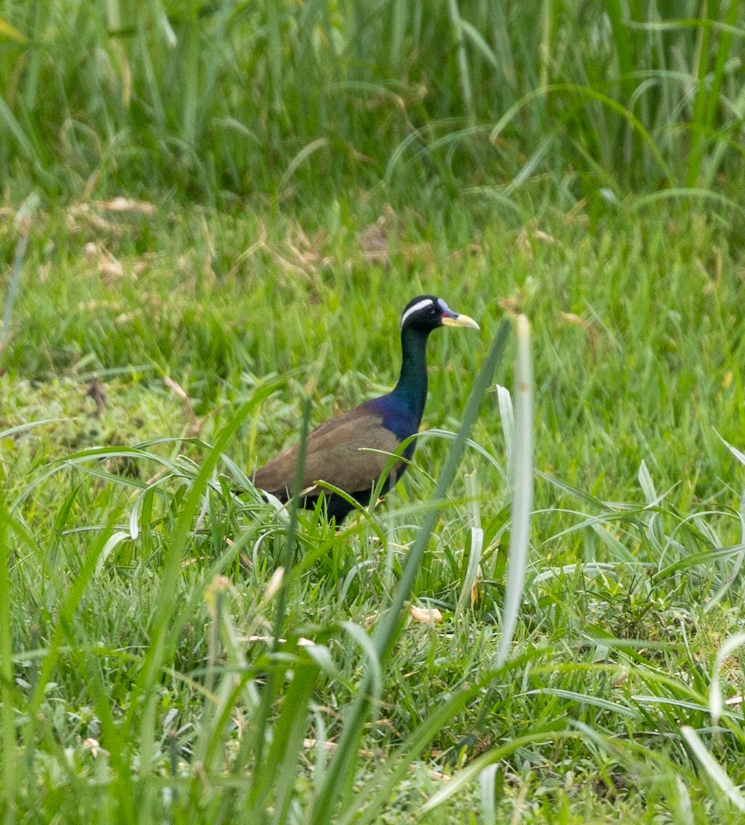 Bronzeblatthühnchen - ML620810841