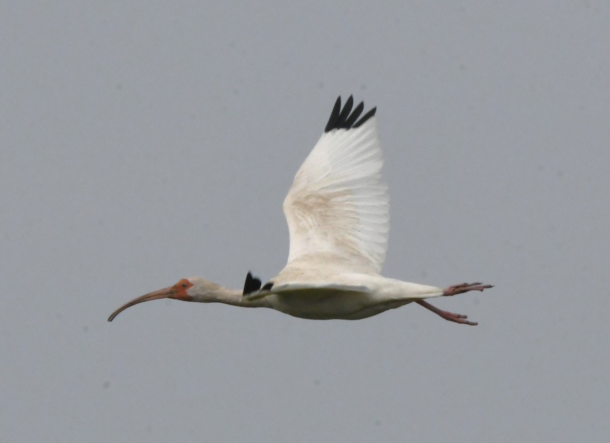 White Ibis - ML620810850