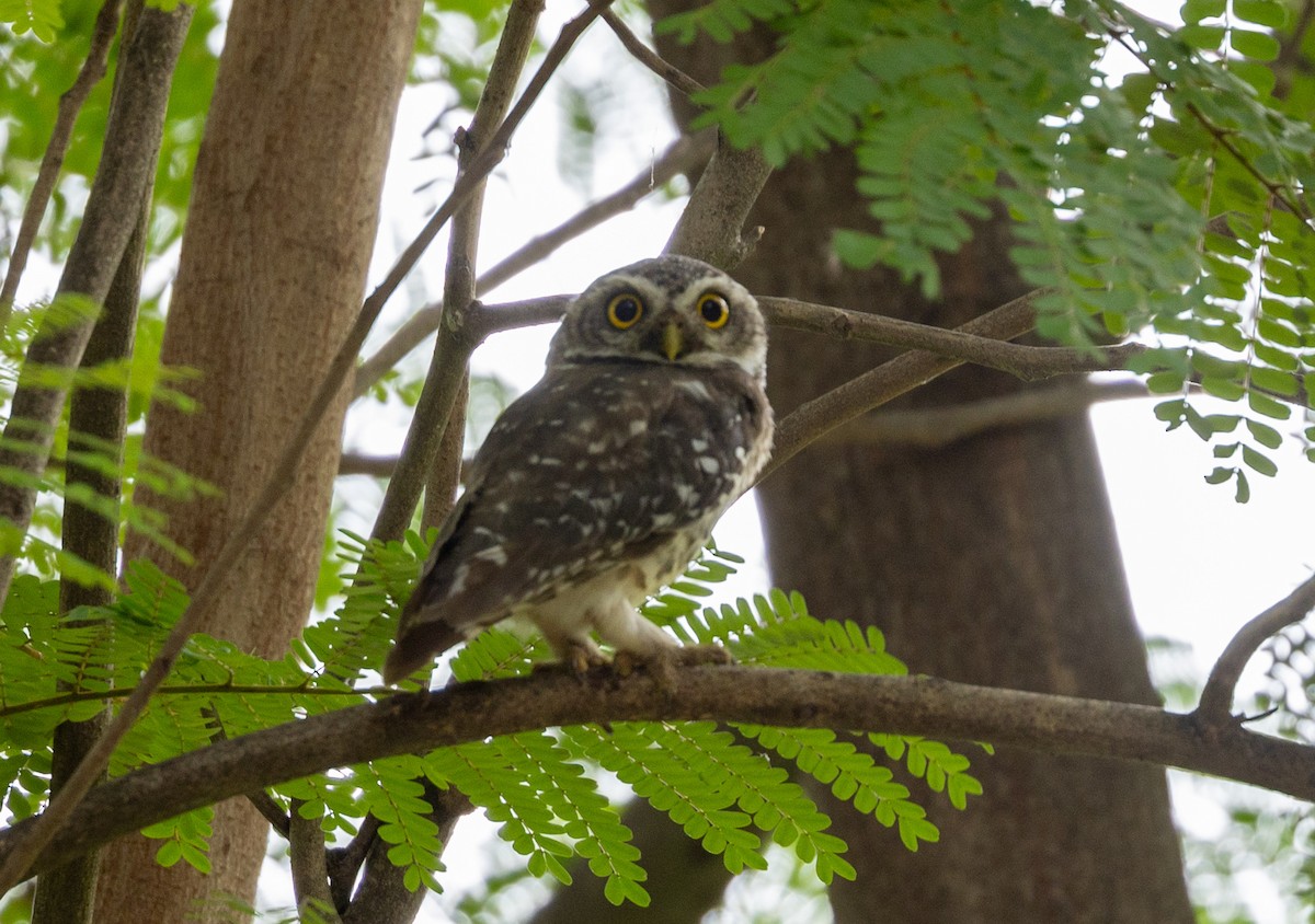 Spotted Owlet - ML620810852