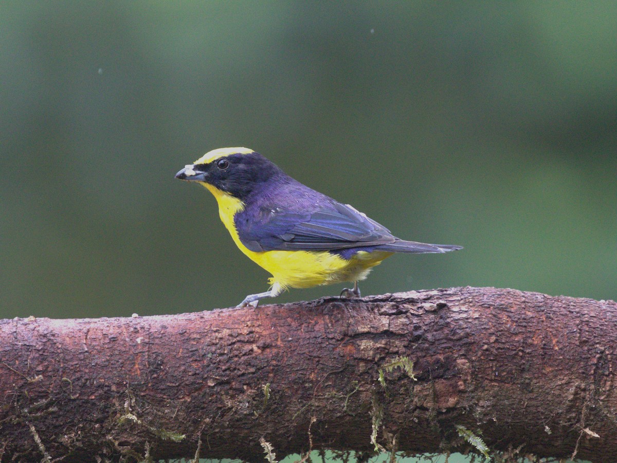 Orange-crowned Euphonia - ML620810859