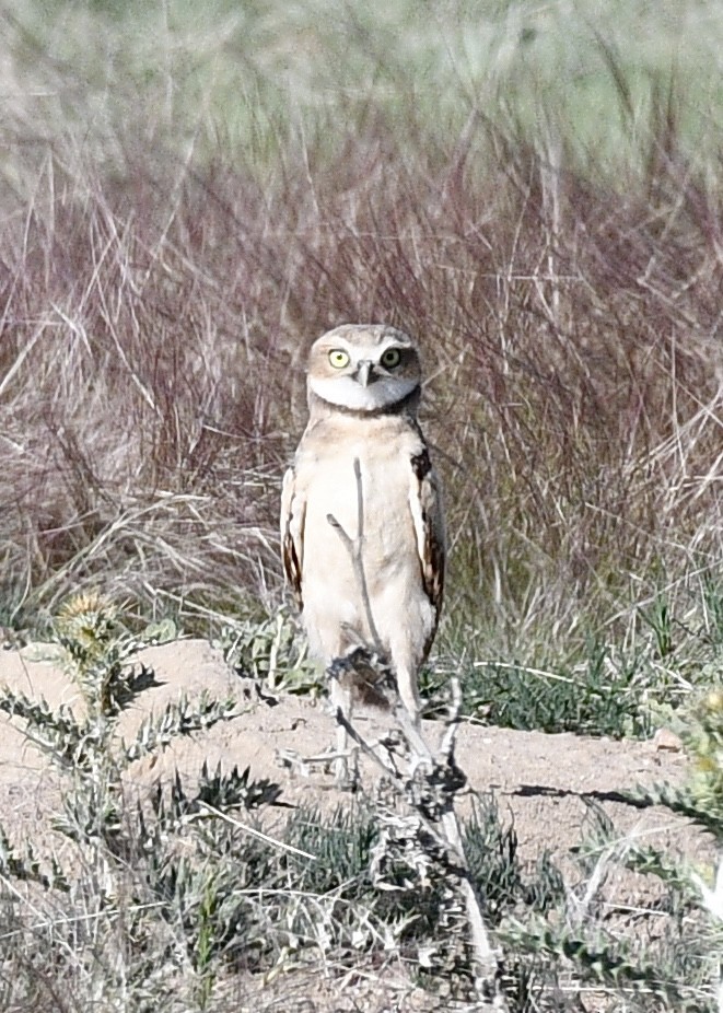 Burrowing Owl - ML620810864