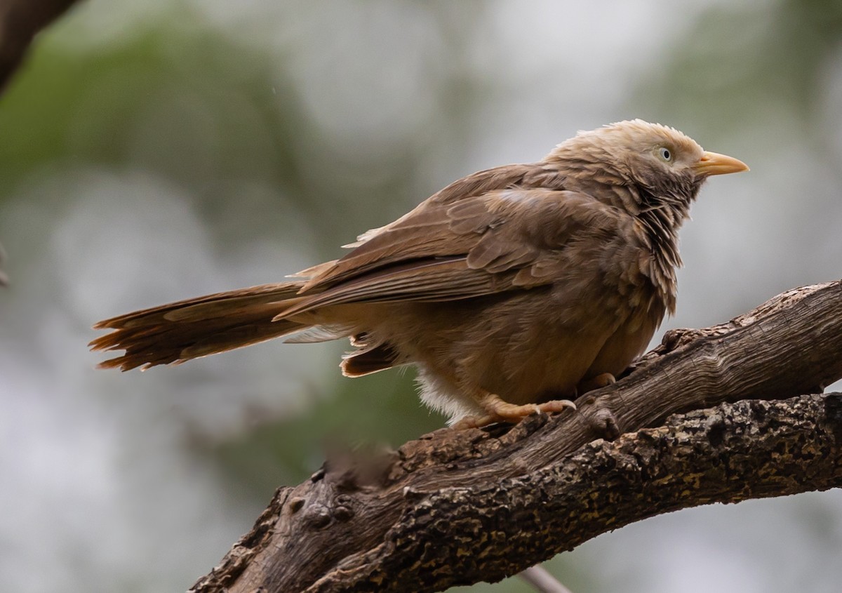 Yellow-billed Babbler - ML620810865