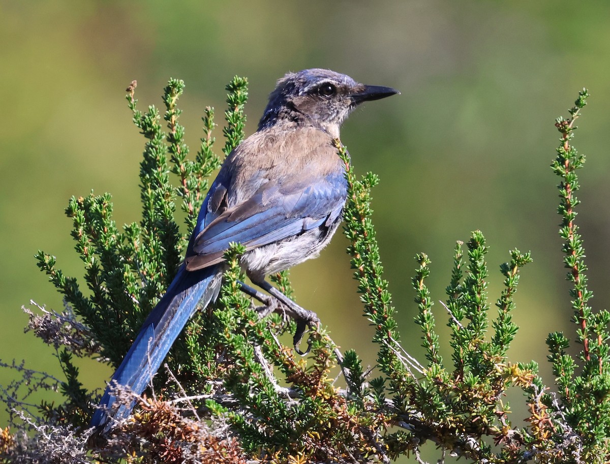 California Scrub-Jay - ML620810869